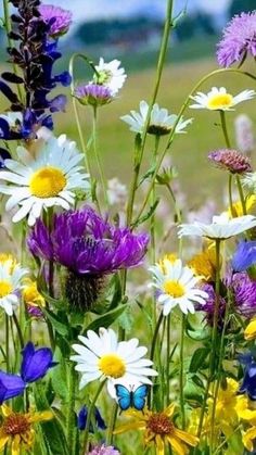 wildflowers and daisies grow in a field