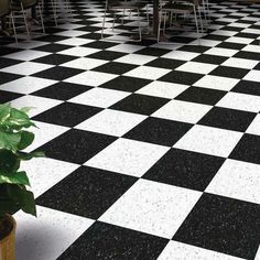 a black and white checkered floor with chairs in the back ground, and a potted plant next to it