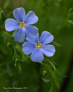 two blue flowers with green leaves in the background