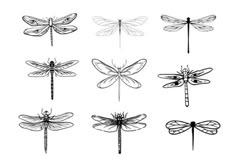 six dragonflys drawn in black and white