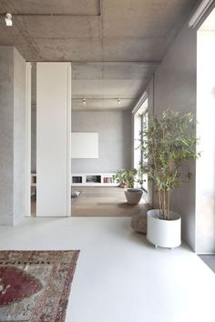 an image of a white room with plants in it