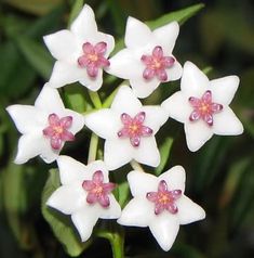 small white flowers with pink centers on green stems