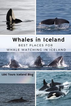 whales in iceland with text overlay that reads, whales in iceland best places for whale watching in iceland