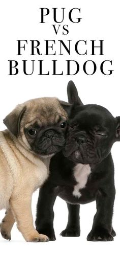 two pug puppies standing next to each other on a white background with the words, pug vs french bulldog