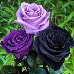 three purple and black roses are in the grass