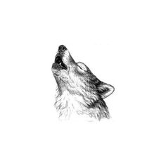 a drawing of a wolf looking up at the sky