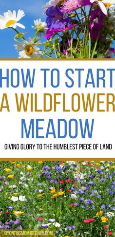 flowers with the title how to start a wildflower meadow giving glory to the humblest piece of land