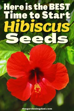 a red flower with the words here is the best time to start hibiscus seeds