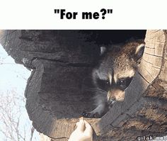 a raccoon is poking its head out of a hole in a tree trunk