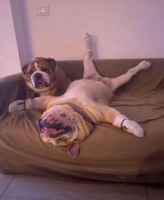 two dogs laying on top of a brown couch