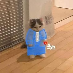 a small kitten wearing a blue shirt and standing on the floor in front of a window