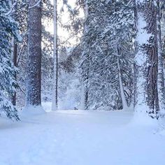 a snow covered road surrounded by tall trees