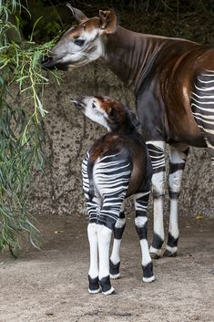 two zebras standing next to each other eating leaves