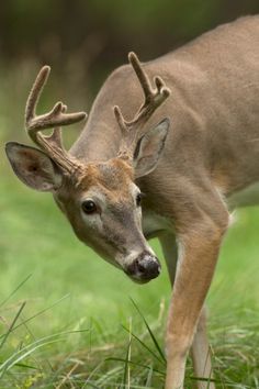 a deer with antlers standing in the grass