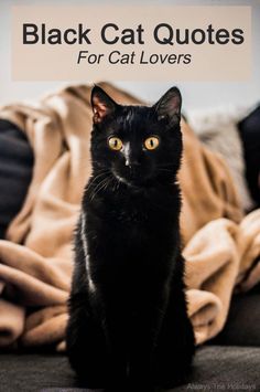 a black cat sitting on top of a couch with the caption, black cat quotes for cat lovers