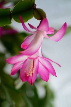 a pink flower with green leaves in the foreground and a white wall in the background