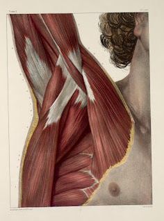 an image of muscles showing the back and shoulder