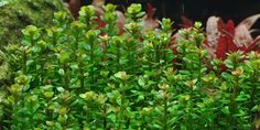 some very pretty green plants with red leaves