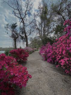 the path is lined with pink and purple flowers on both sides, along with some trees