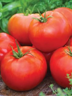 four tomatoes are sitting on the ground next to some green leaves and plants in the background