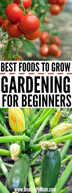 the best foods to grow in gardening for beginners, including zucchini and tomatoes