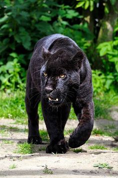 a black panther walking across a dirt road in front of some green bushes and trees