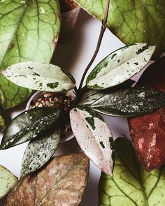 some leaves and other plants on a white surface with water droplets all over the leaves