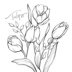 a drawing of tulips with the words tulip written on it in cursive writing