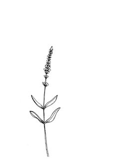 a black and white photo of a flower