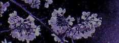 a blurry image of flowers on a tree branch in front of a blue and white background