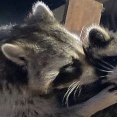 a raccoon playing with a piece of wood