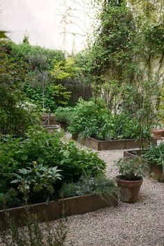 an outdoor garden with lots of plants and gravel