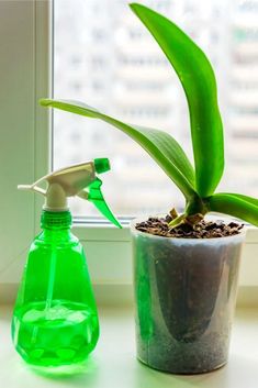 a green spray bottle sitting next to a potted plant on a window sill