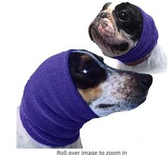 a small dog wearing a purple bandage around its head