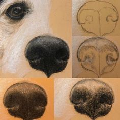 four different types of dog's nose and head with various stages of hair growth