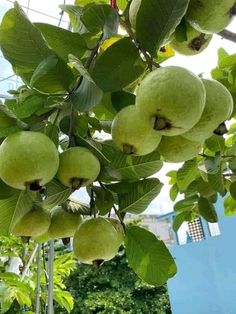 some green apples are hanging from a tree