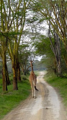 a giraffe walking down a dirt road next to trees