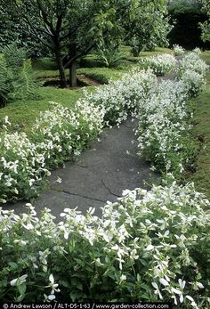 white flowers are growing on the side of a path