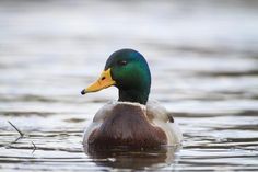 a duck swimming on top of a body of water