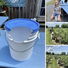 several pictures of people picking fruit from an apple tree and collecting them into buckets