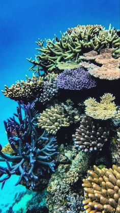 an underwater view of some corals and other marine life