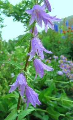 purple flowers with green leaves in the foreground