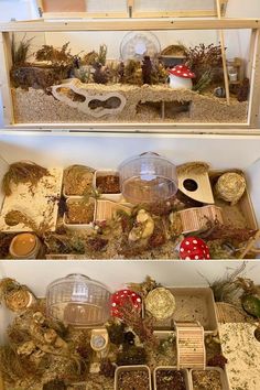 two shelves filled with lots of different types of plants and animals inside of small houses