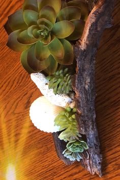 an arrangement of succulents and shells on a wooden table