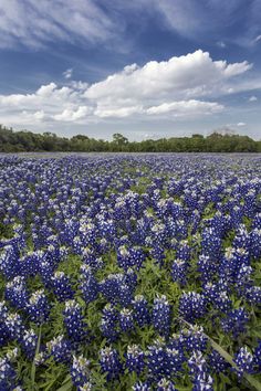 a field full of blue flowers under a cloudy sky