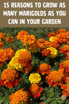 orange and yellow flowers with text overlay how to plant and care for mangos in your garden