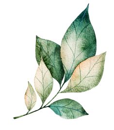 watercolor painting of green leaves on white background