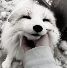 a white and black dog laying on top of a pile of snow next to a persons hand