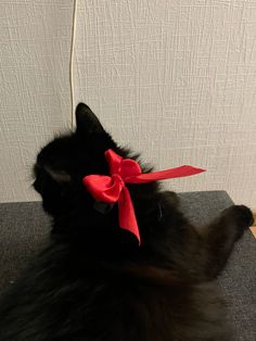 a black cat with a red bow on it's head