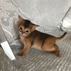 a small kitten sitting on top of a couch